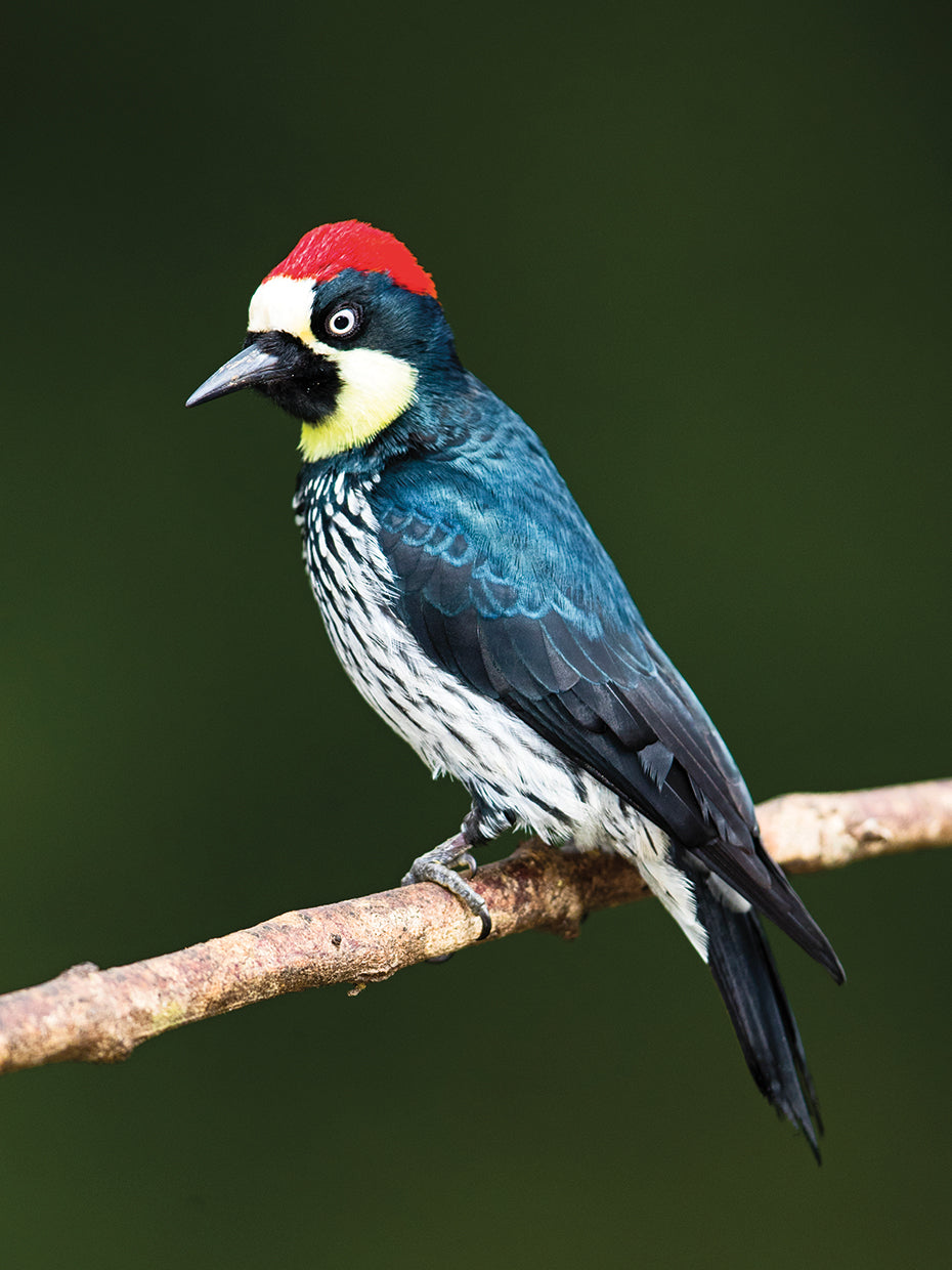 Pájaro carpintero de bellota Lienzo