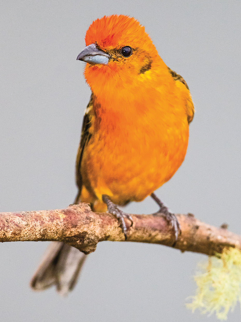 Costa Rican Tanager