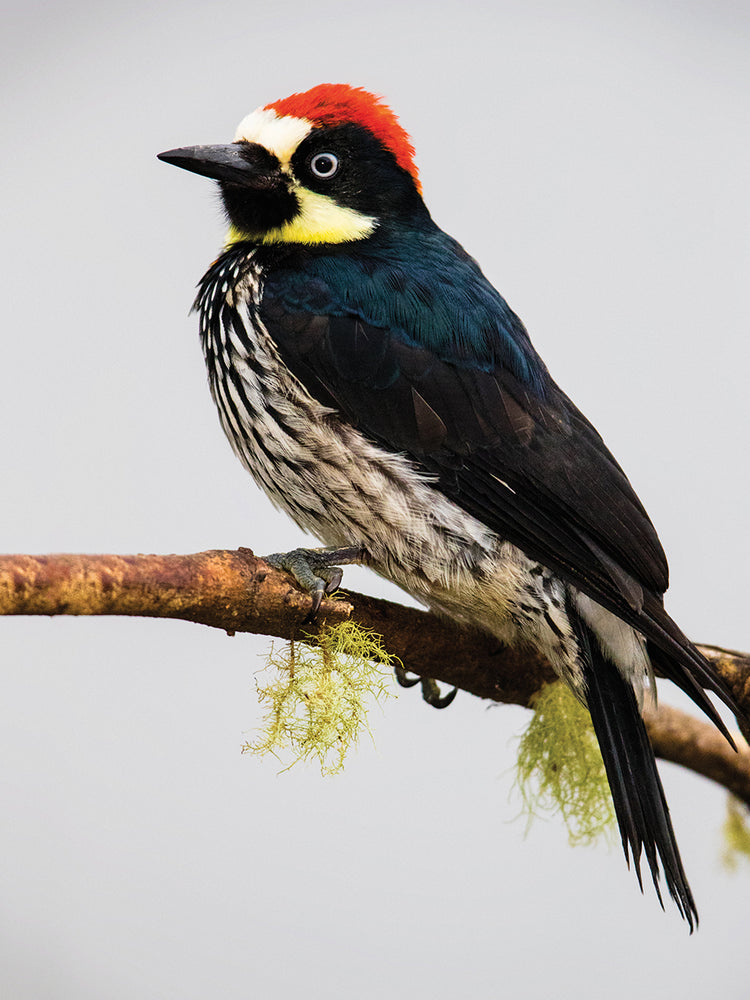Pájaro carpintero de Talamanca Lienzo