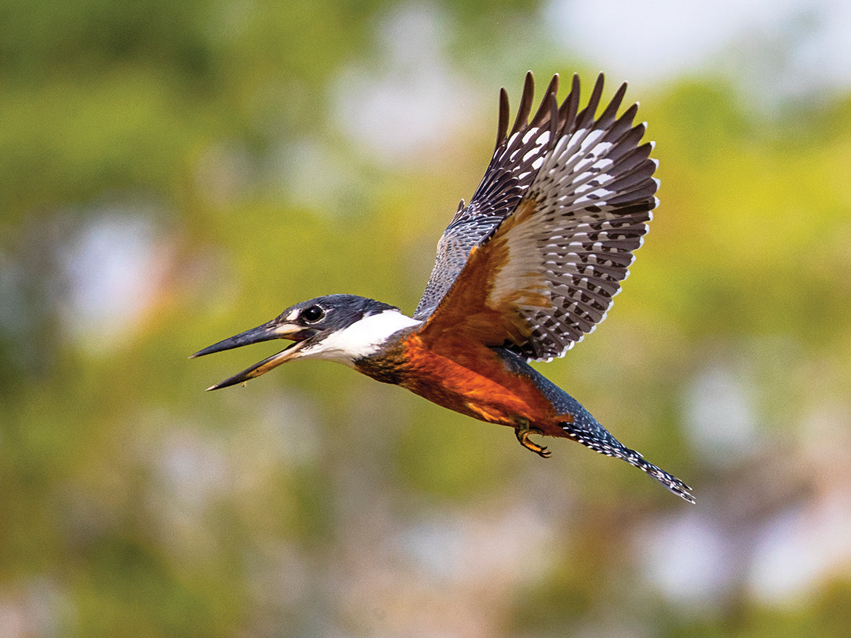 Martín pescador en vuelo Lienzo