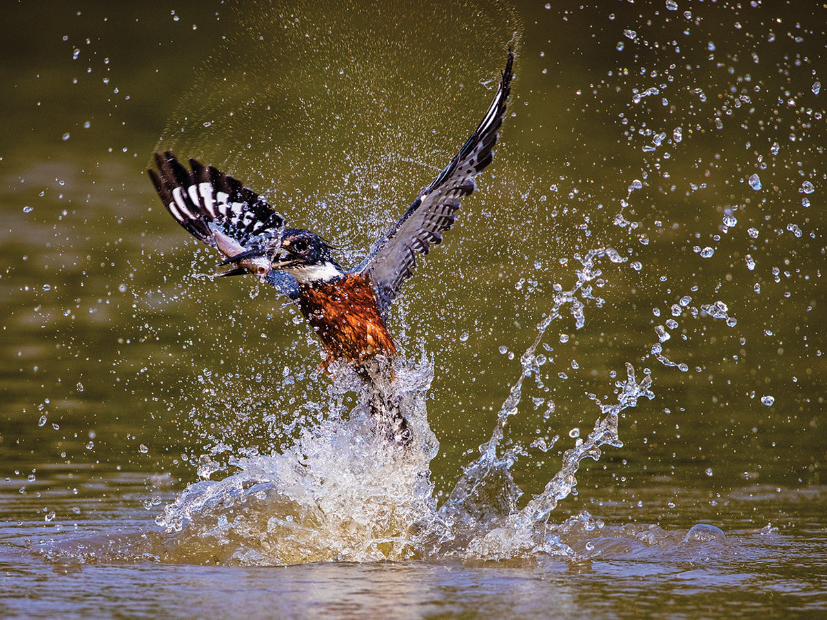 Kingfisher Splashing