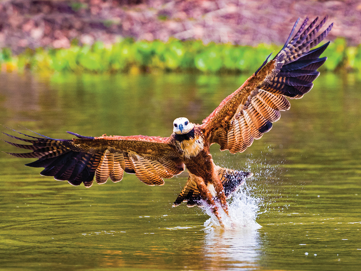 Fishing Hawk Brazil