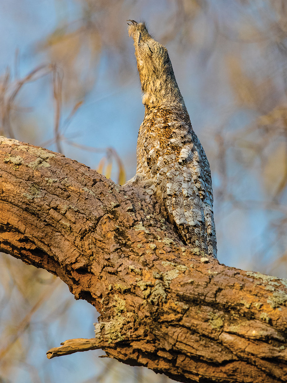 Pantanal Potoo