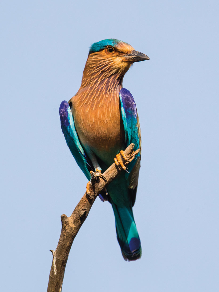 Pájaro rodillo exótico Lienzo