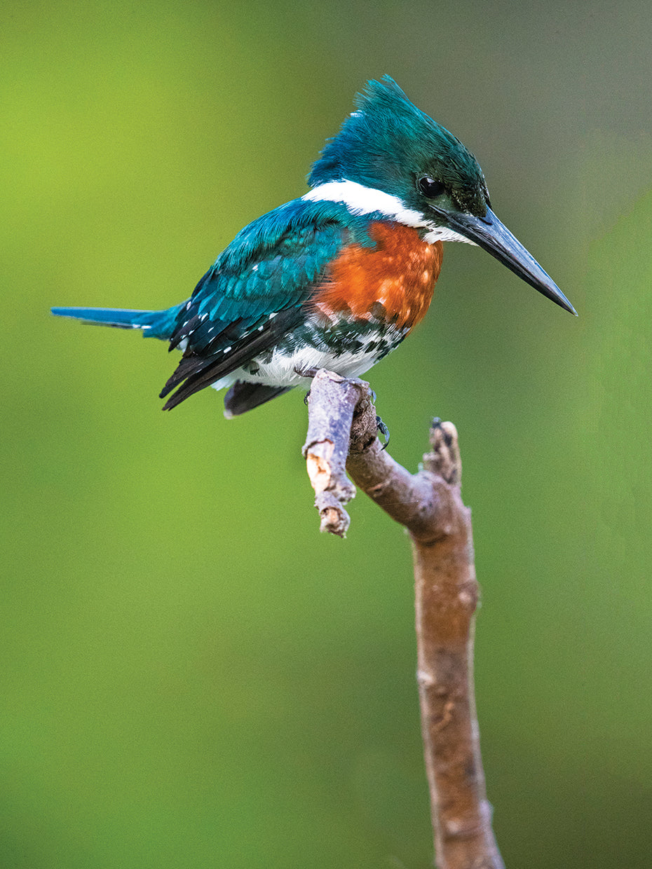 Amazon Kingfisher