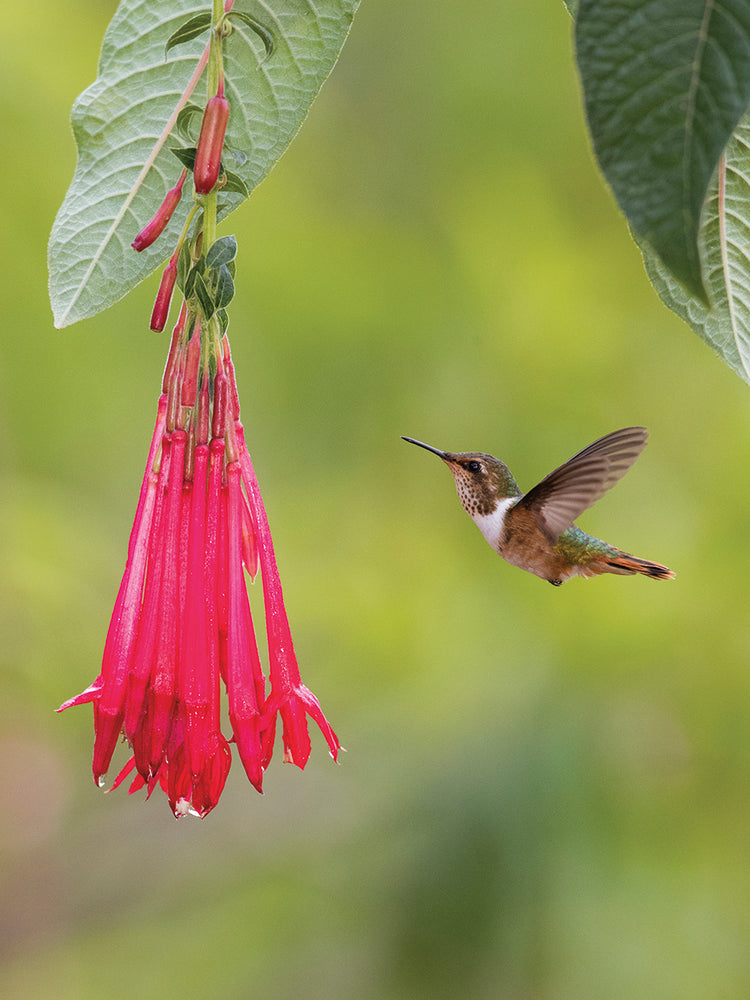 Colibrí reluciente Lienzo