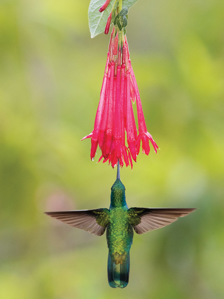 Colibrí violeta Lienzo