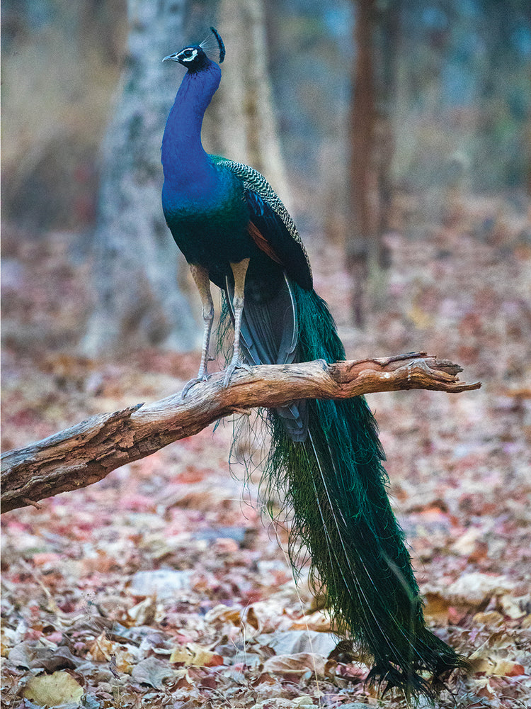 Pavo real del árbol de la suerte Lienzo