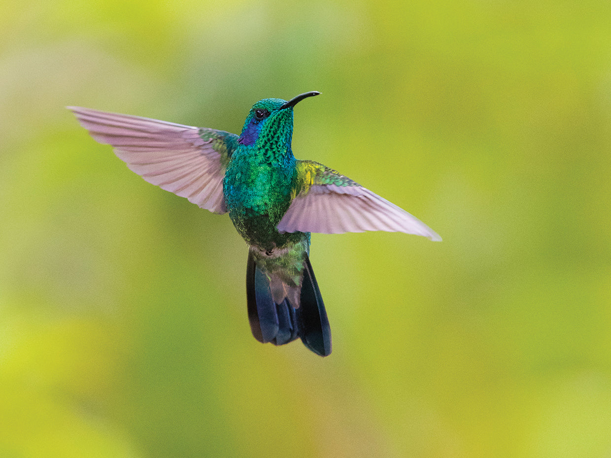 Trópicos de colibrí Lienzo