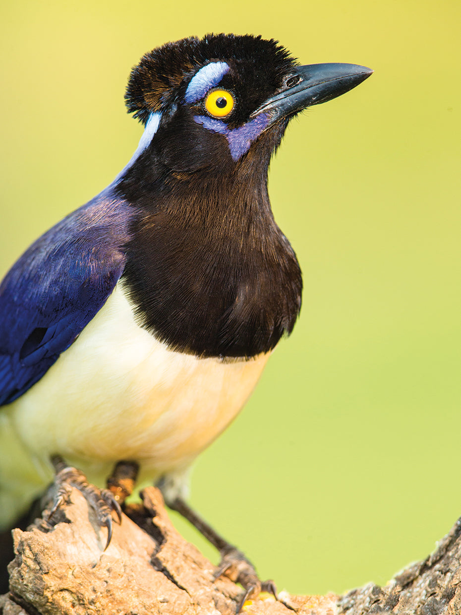 Brazilian Branch Jay