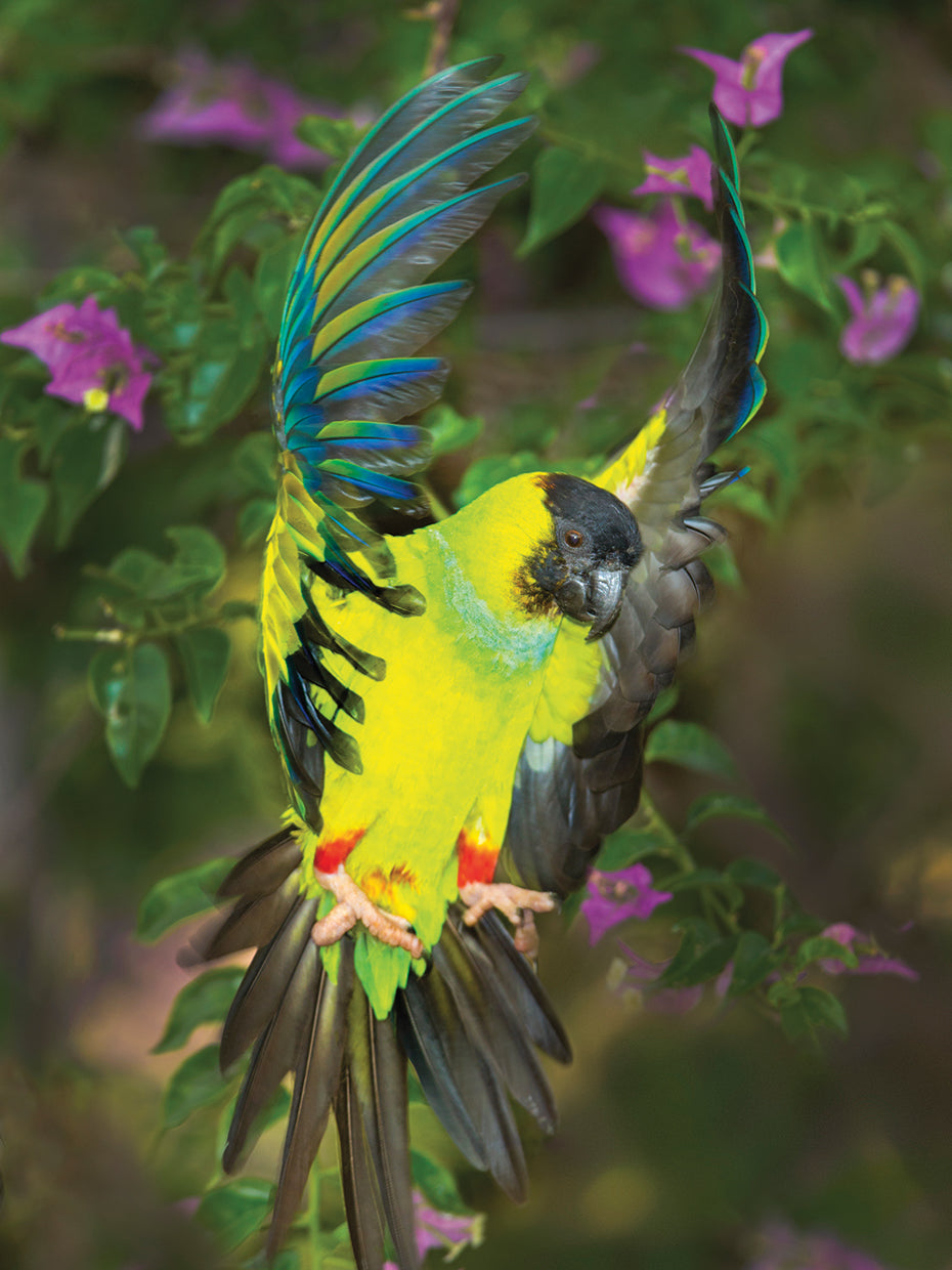 South American Parakeet