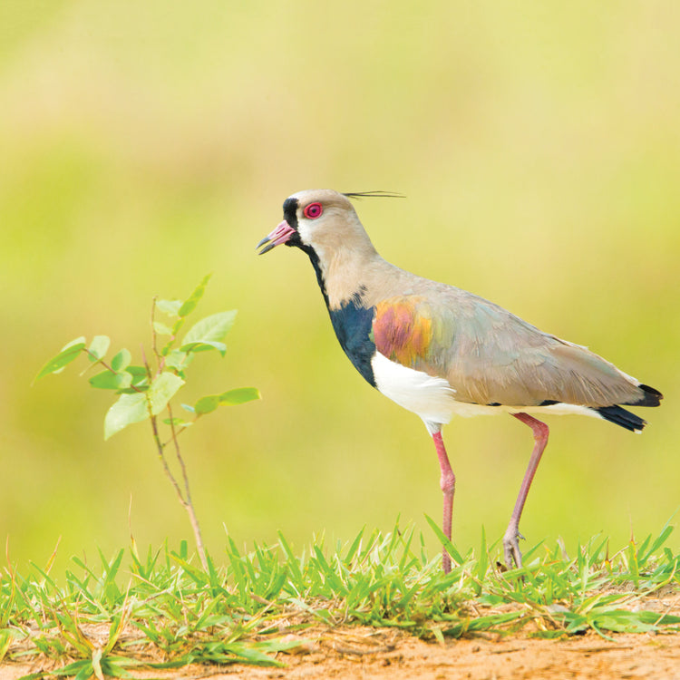 Grassy Bird Brasil Lienzo