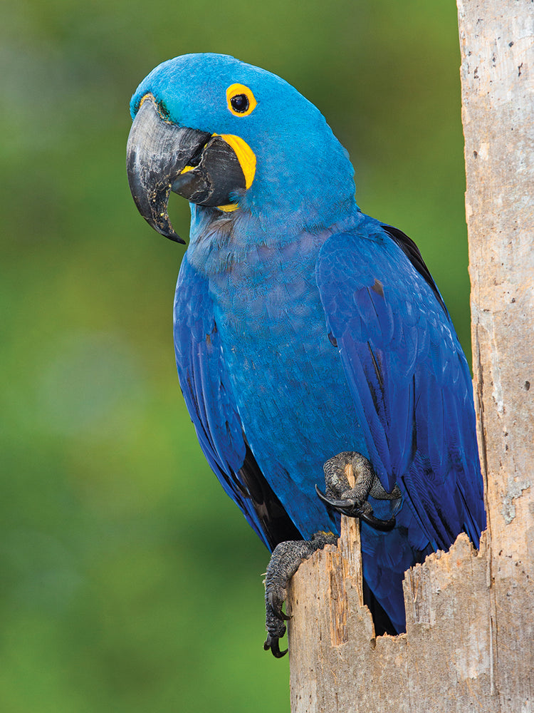 Guacamayo jacinto Lienzo
