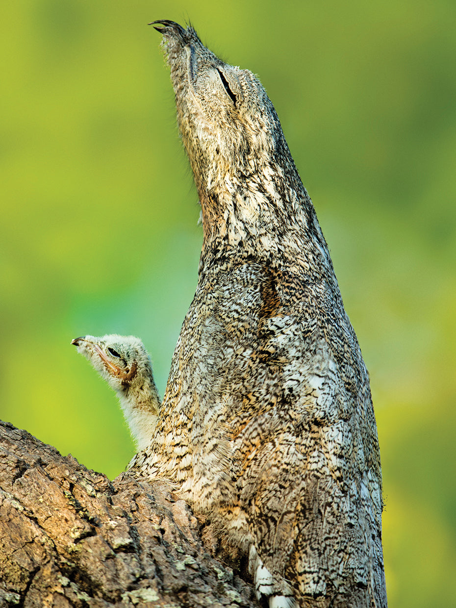 Brazil Bird Duo