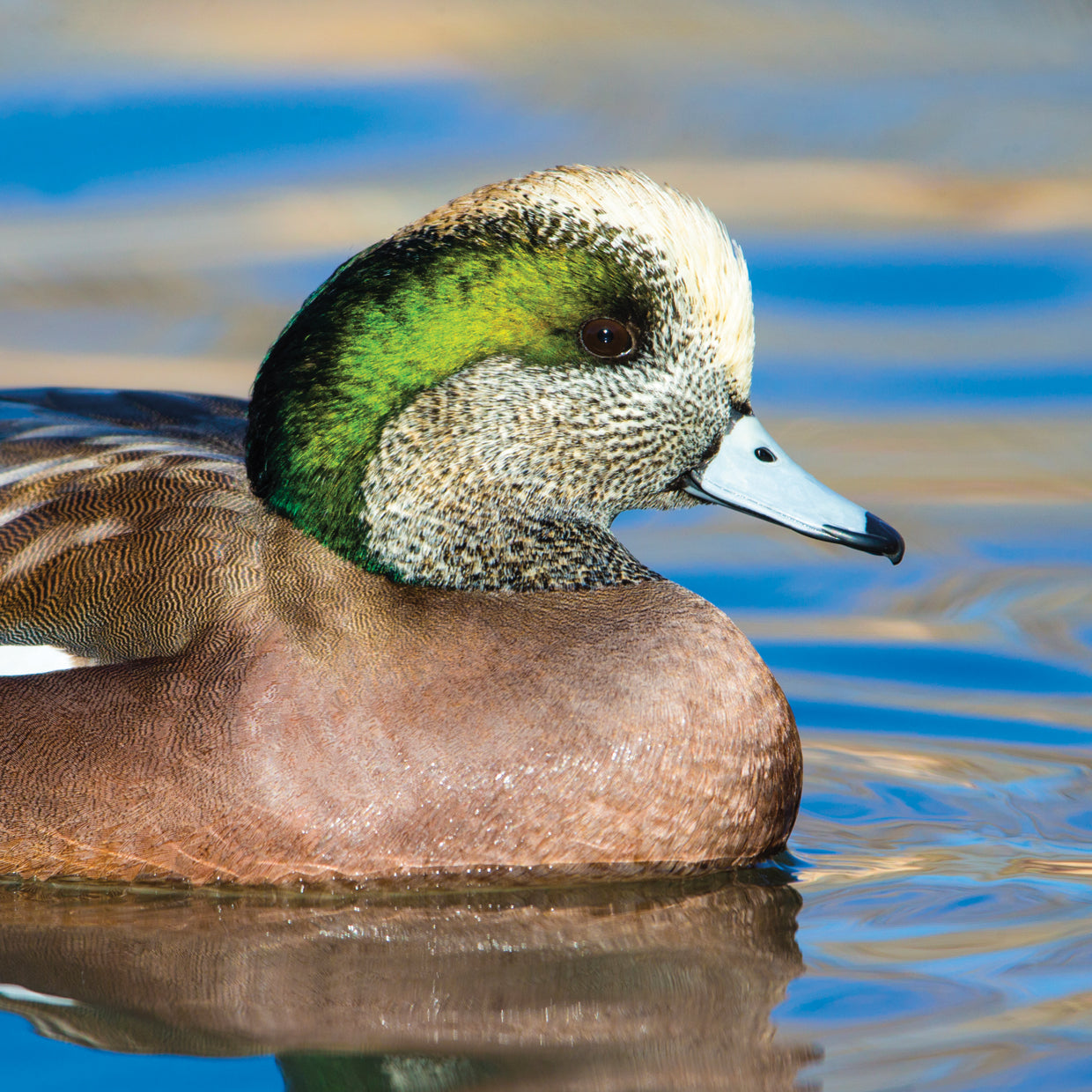 New Mexico Wigeon