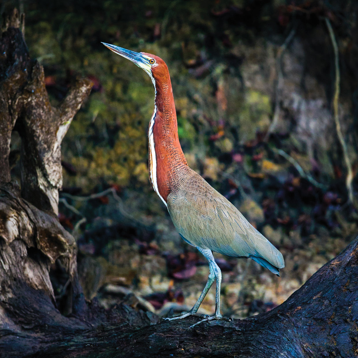 Tiger Heron de pie alto Lienzo