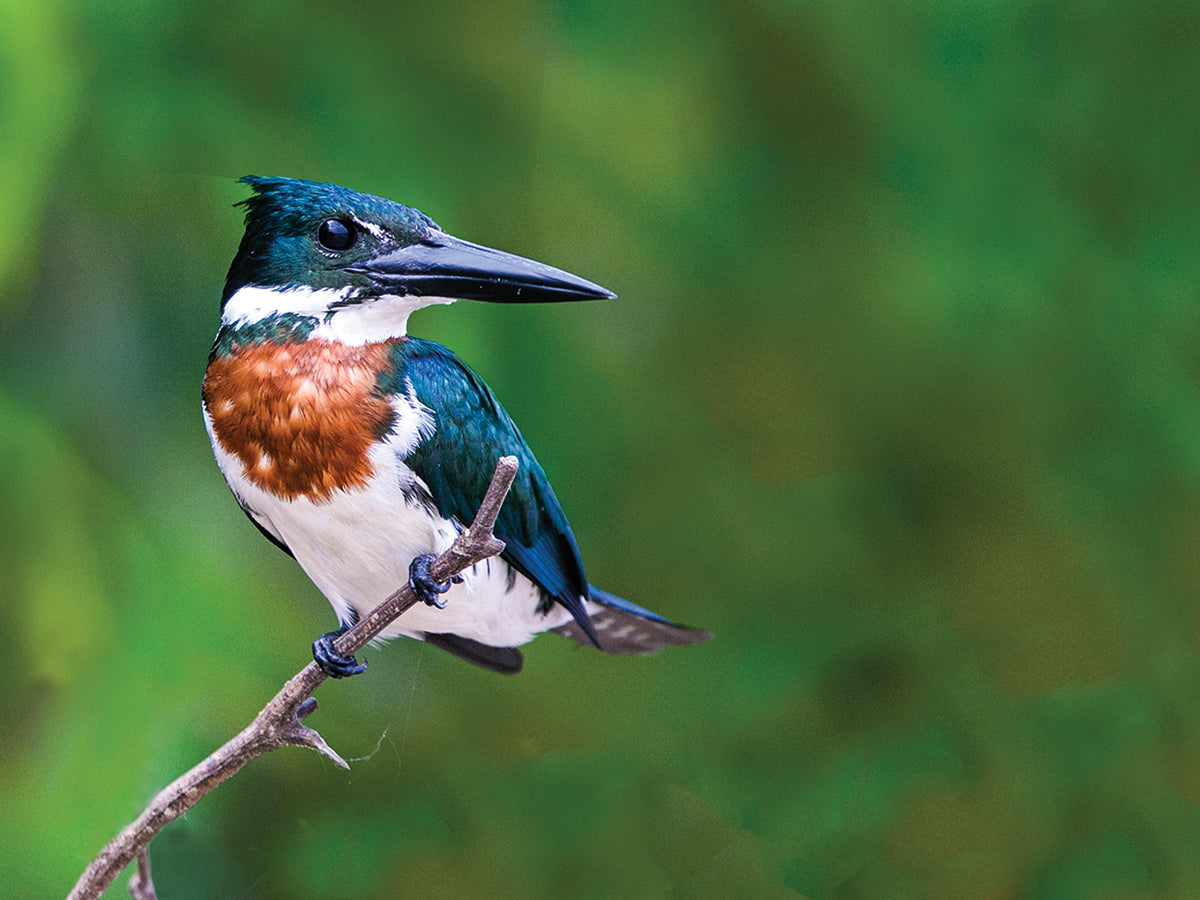 Ringed Kingfisher Portrait