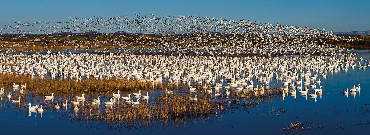 Southwest Snow Goose