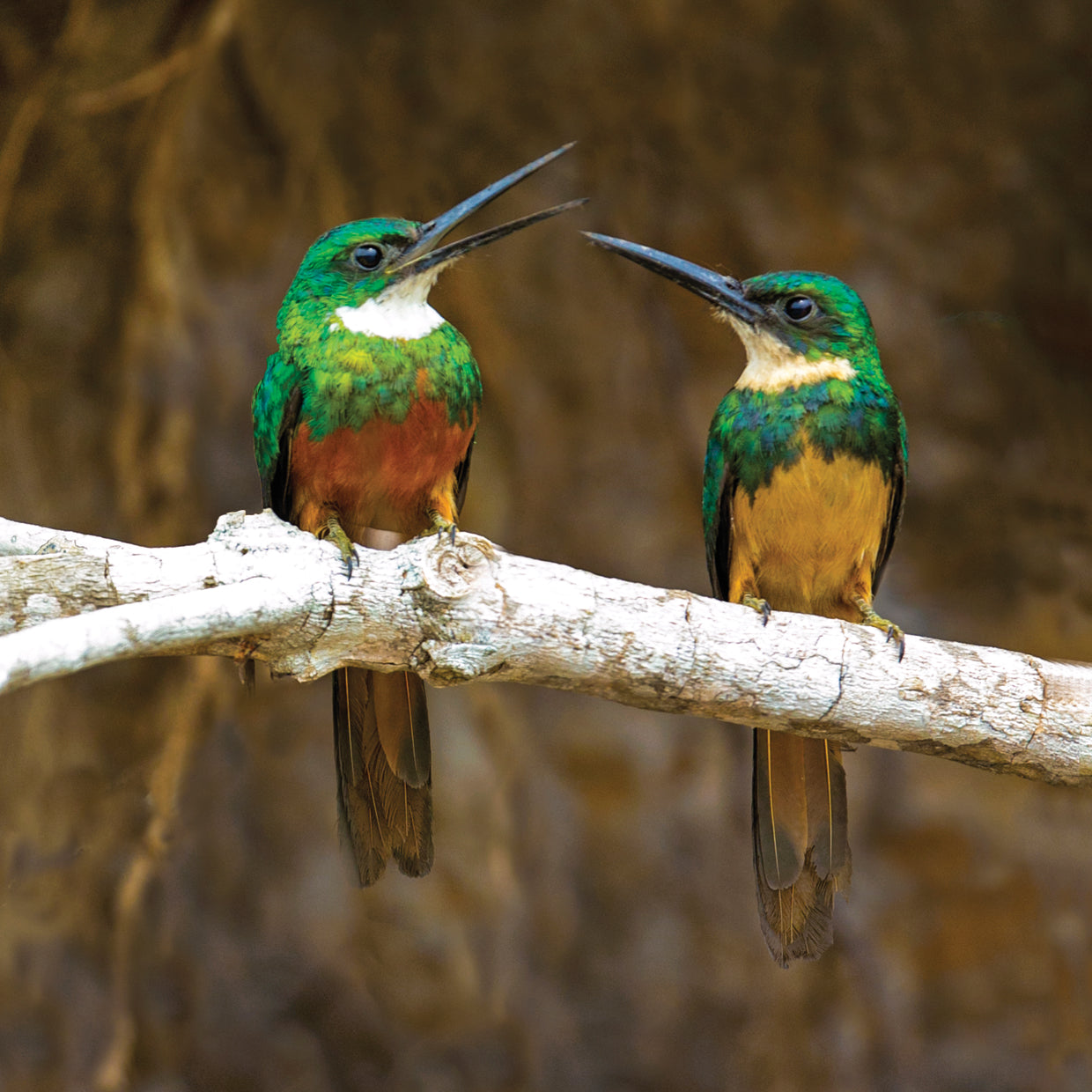 Jovial Jacamar Lienzo