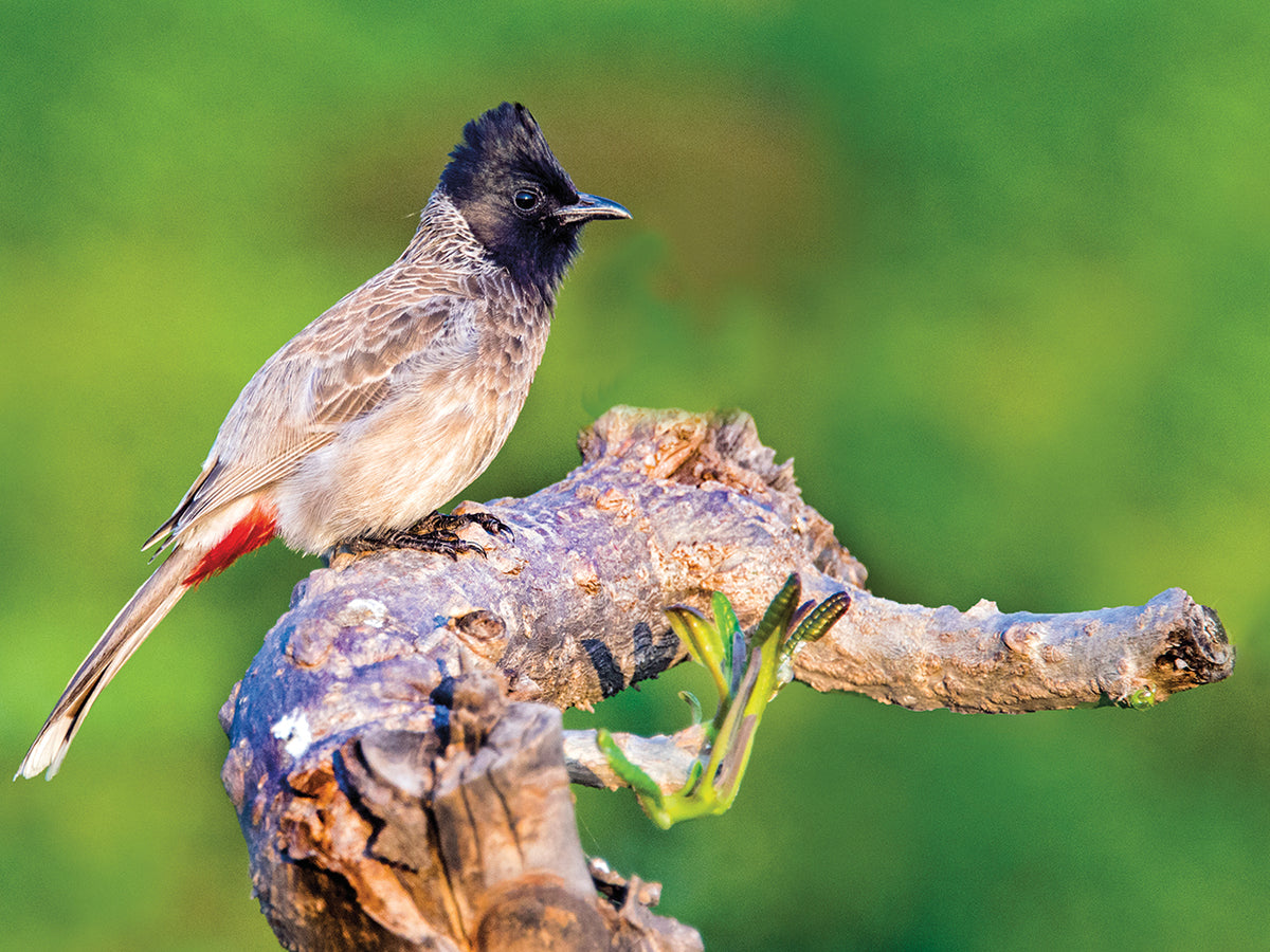 Exotic Bulbul Bird
