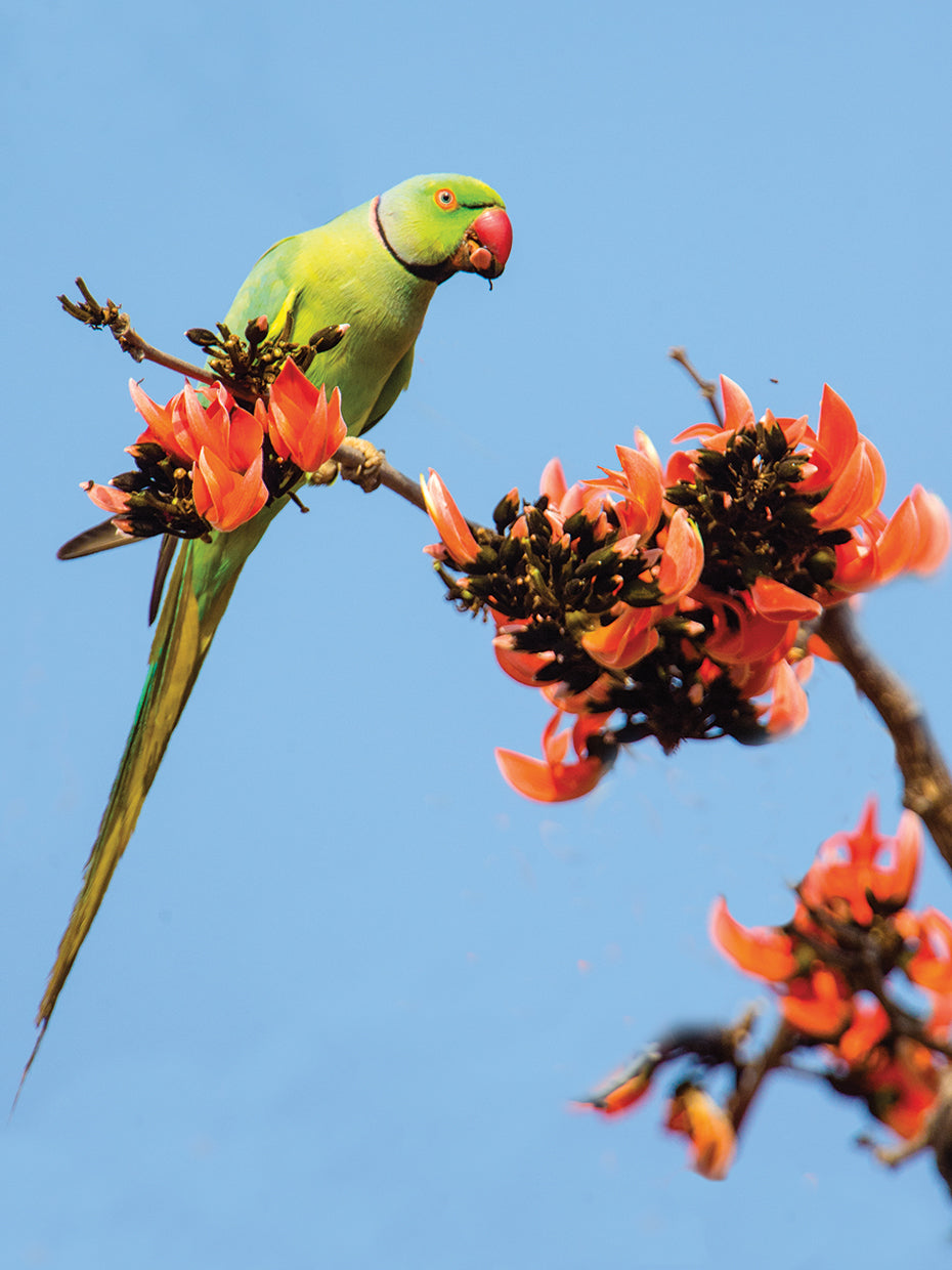 Rosy Parakeet India
