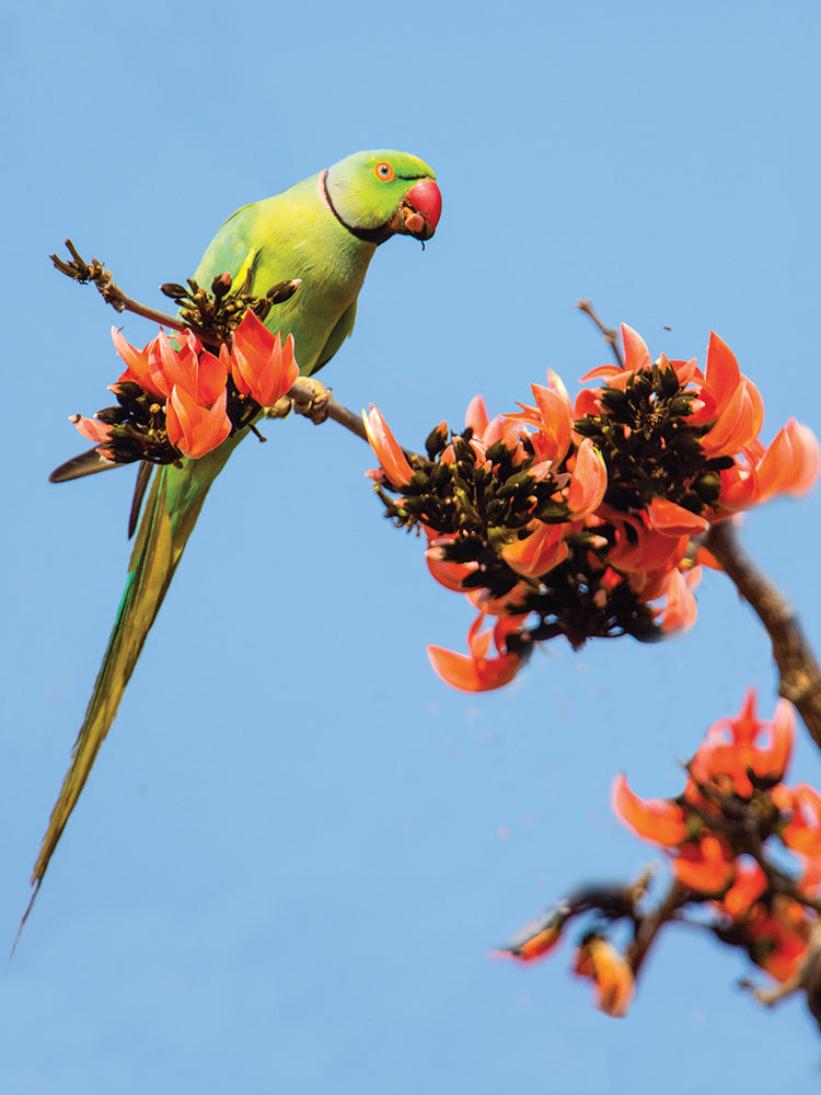 Periquito rosado India Lienzo