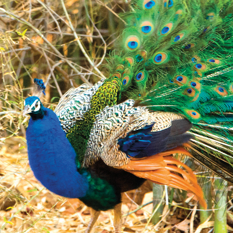 Fantásticas plumas de pavo real Lienzo