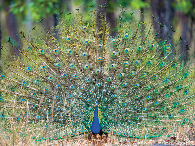 Plumas en abanico Lienzo