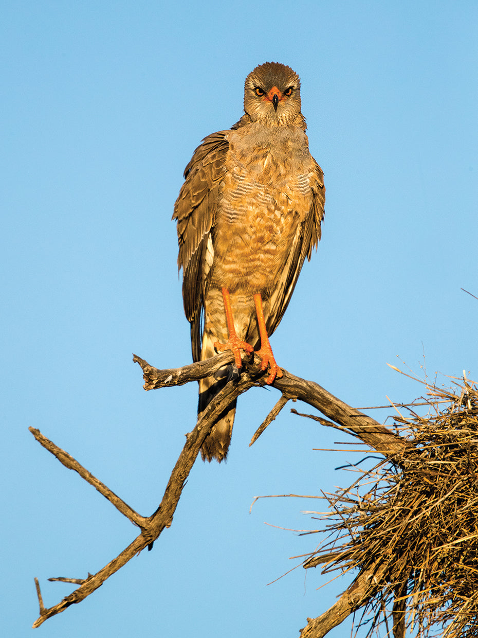 Perching Goshawk