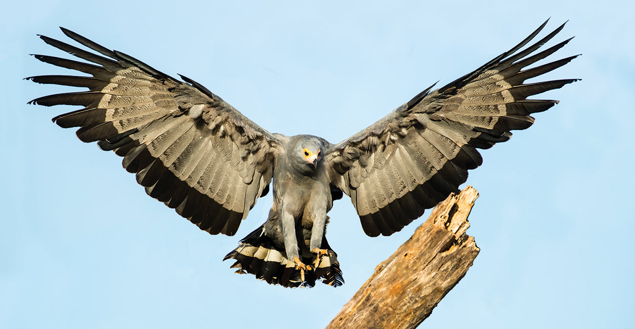 Halcón volador africano Lienzo