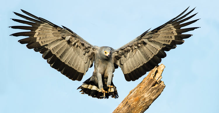 Halcón volador africano Lienzo