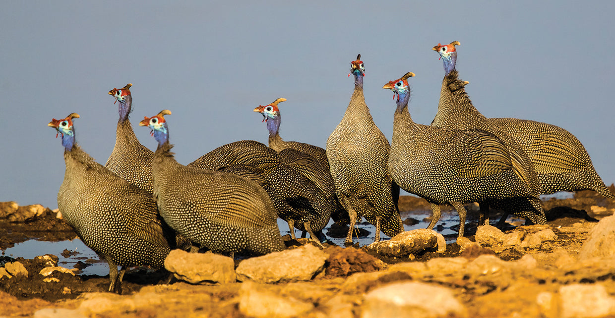 Bandada del parque Etosha Lienzo