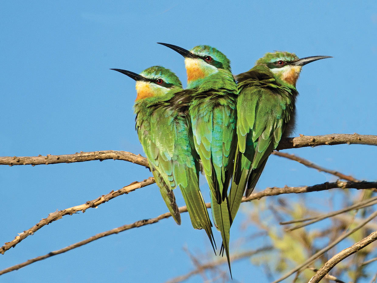 Trío de pájaros abejarucos Lienzo