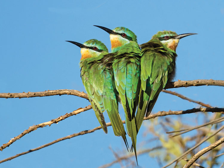 Trío de pájaros abejarucos Lienzo