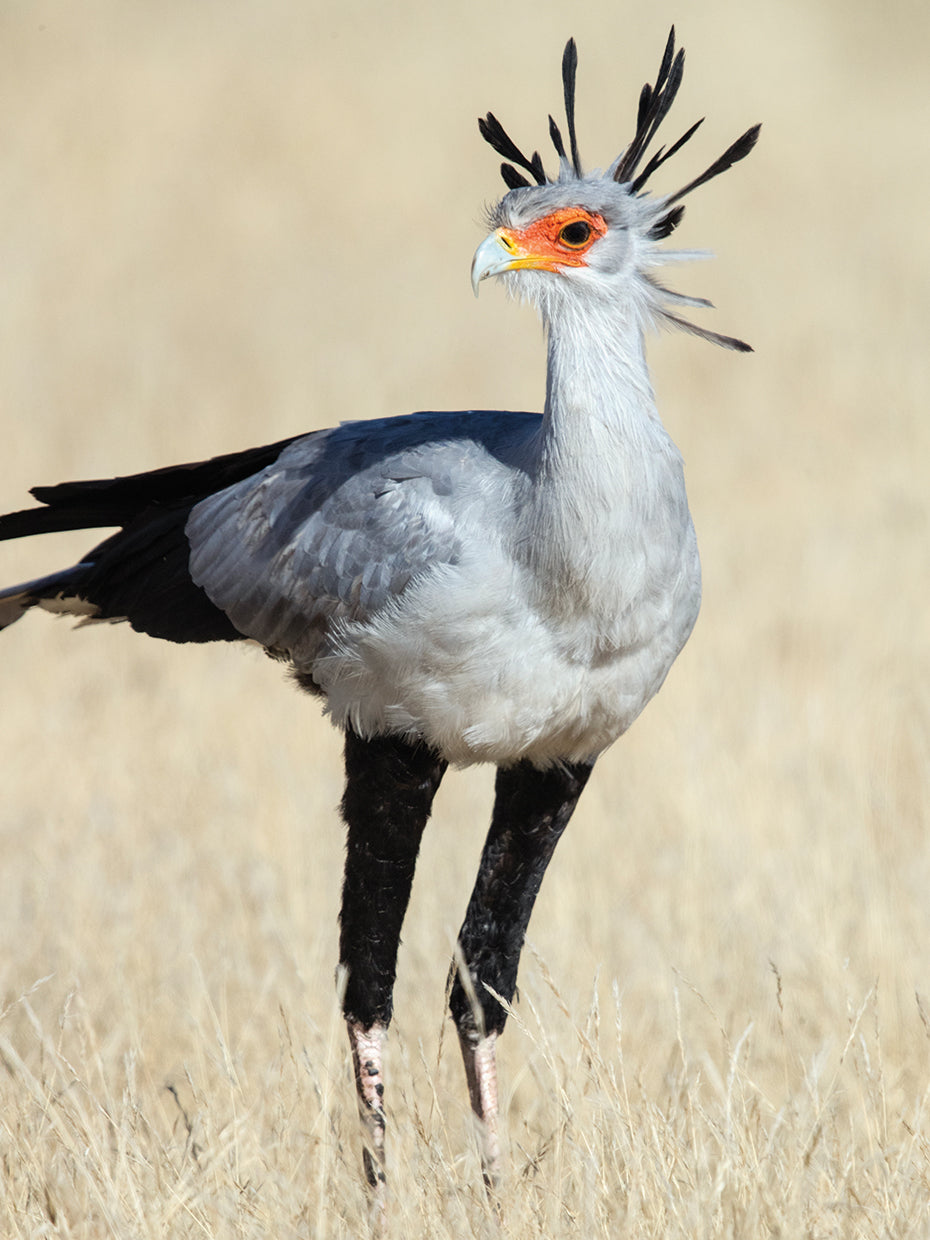 Secretary Bird Portrait