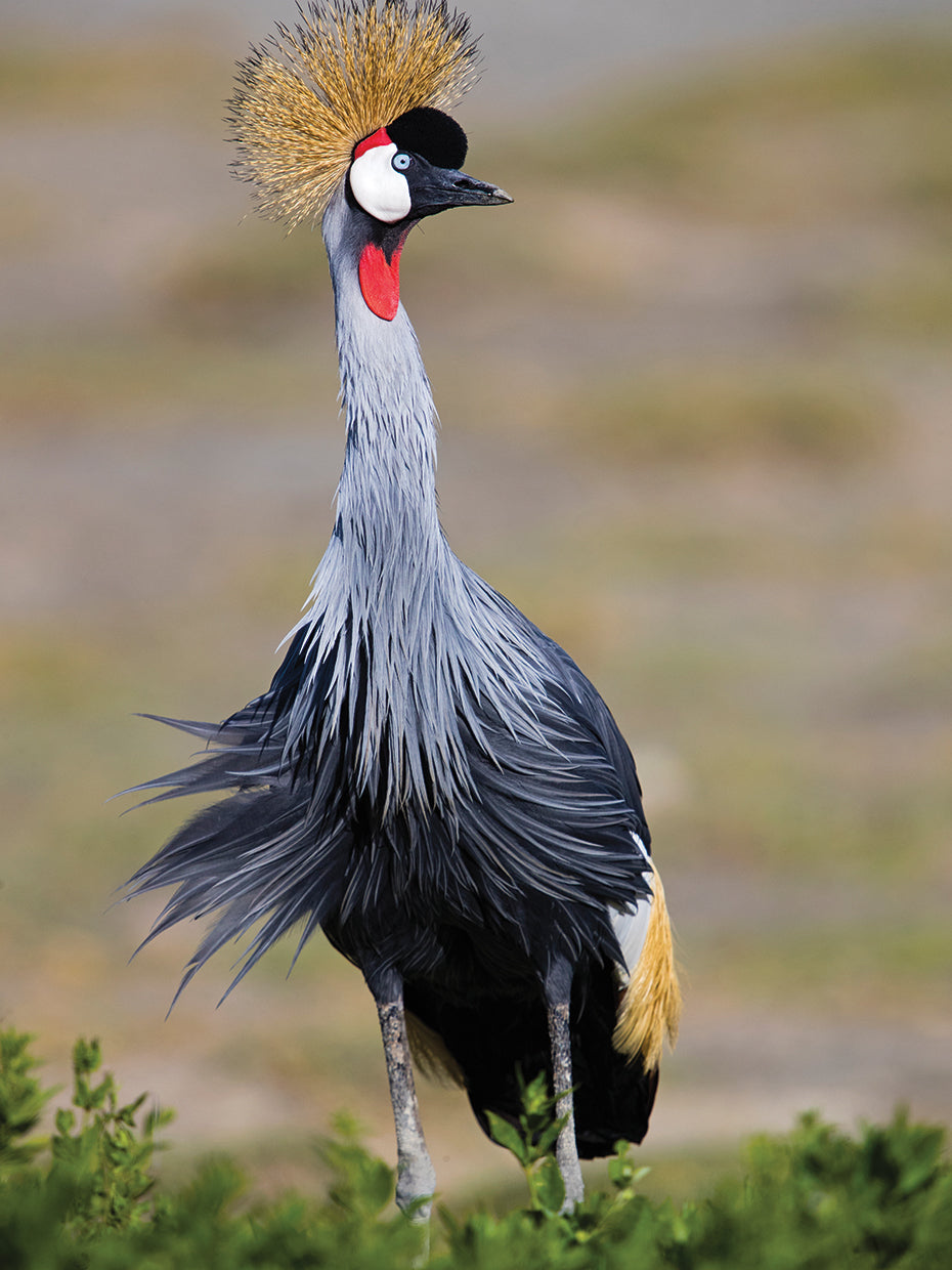 Grulla coronada gris Lienzo