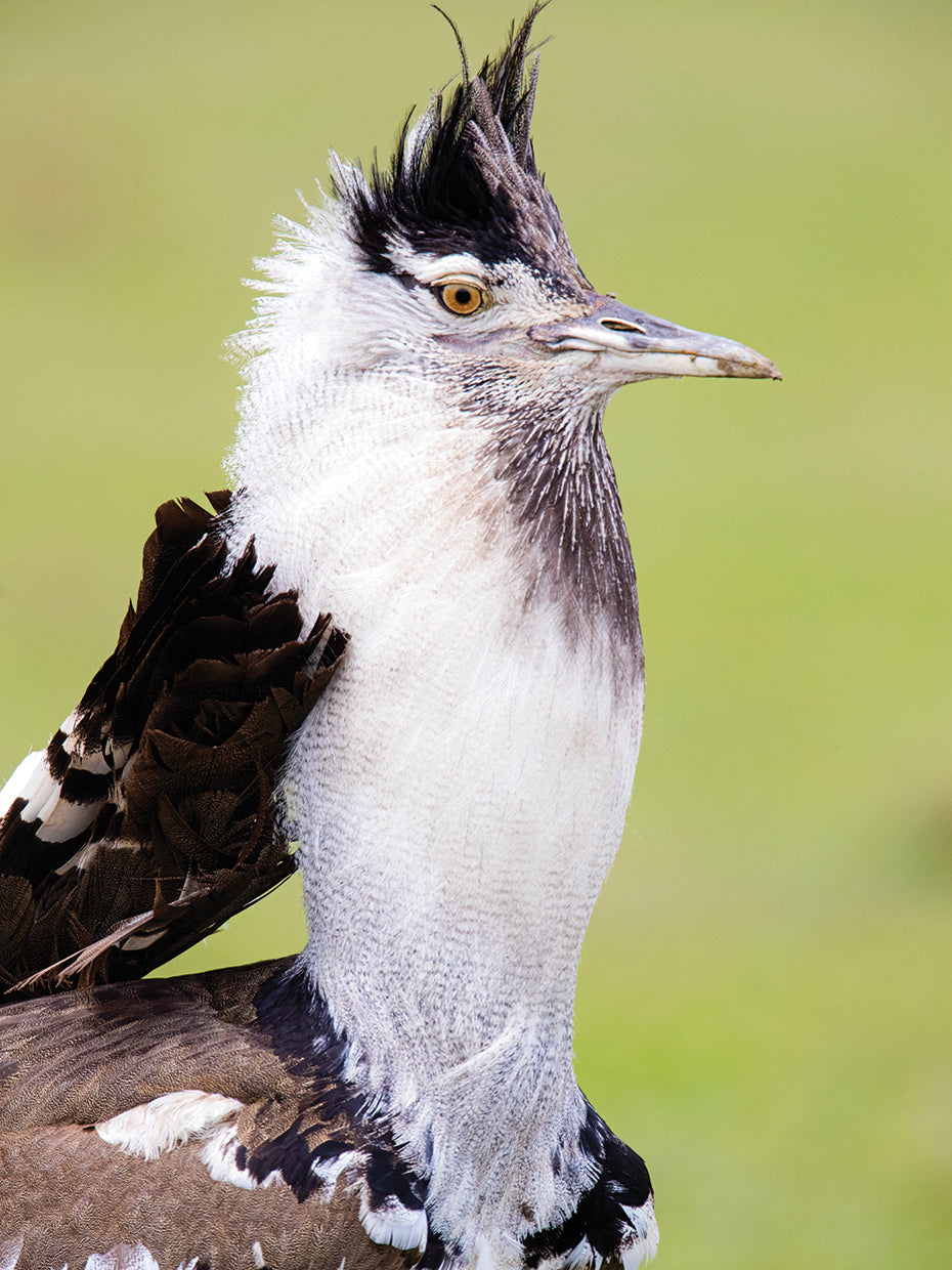 Pájaro avutarda kori Lienzo
