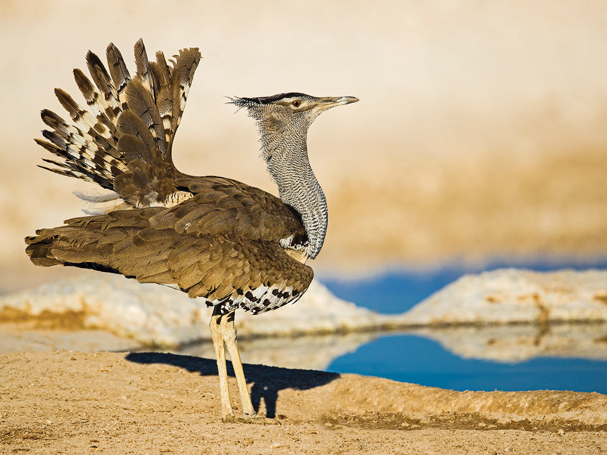 Naturaleza de Namibia Lienzo
