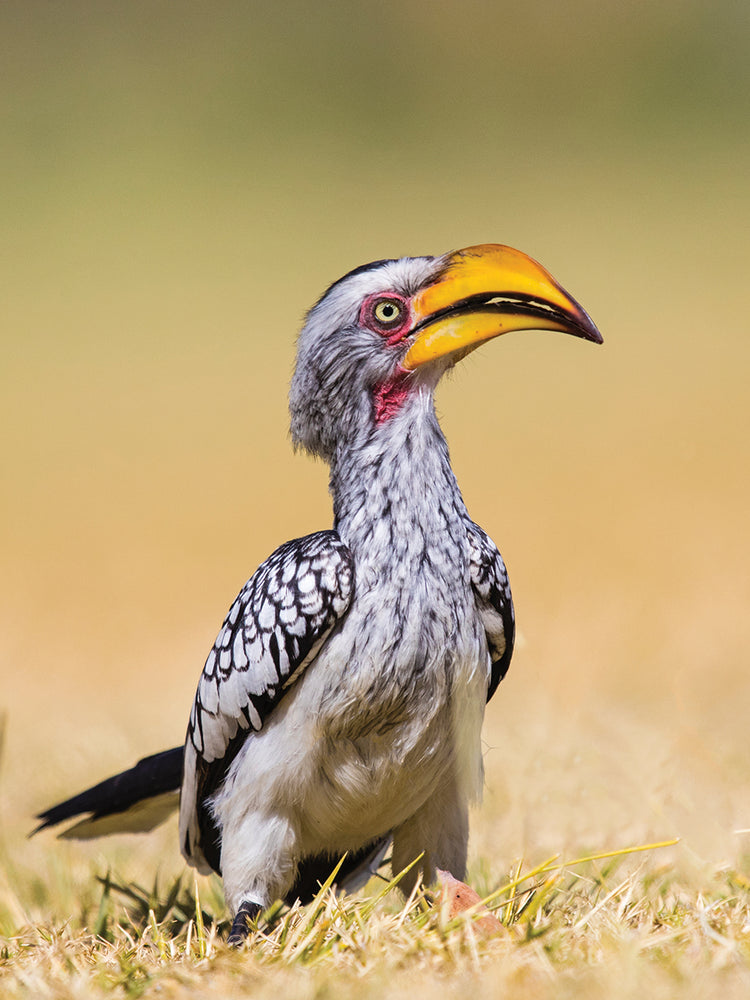 Cálao del parque de Etosha Lienzo