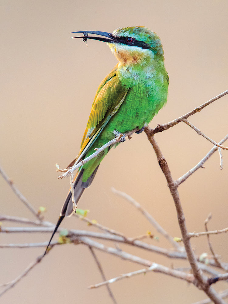 Pájaro afrutado de la selva Lienzo