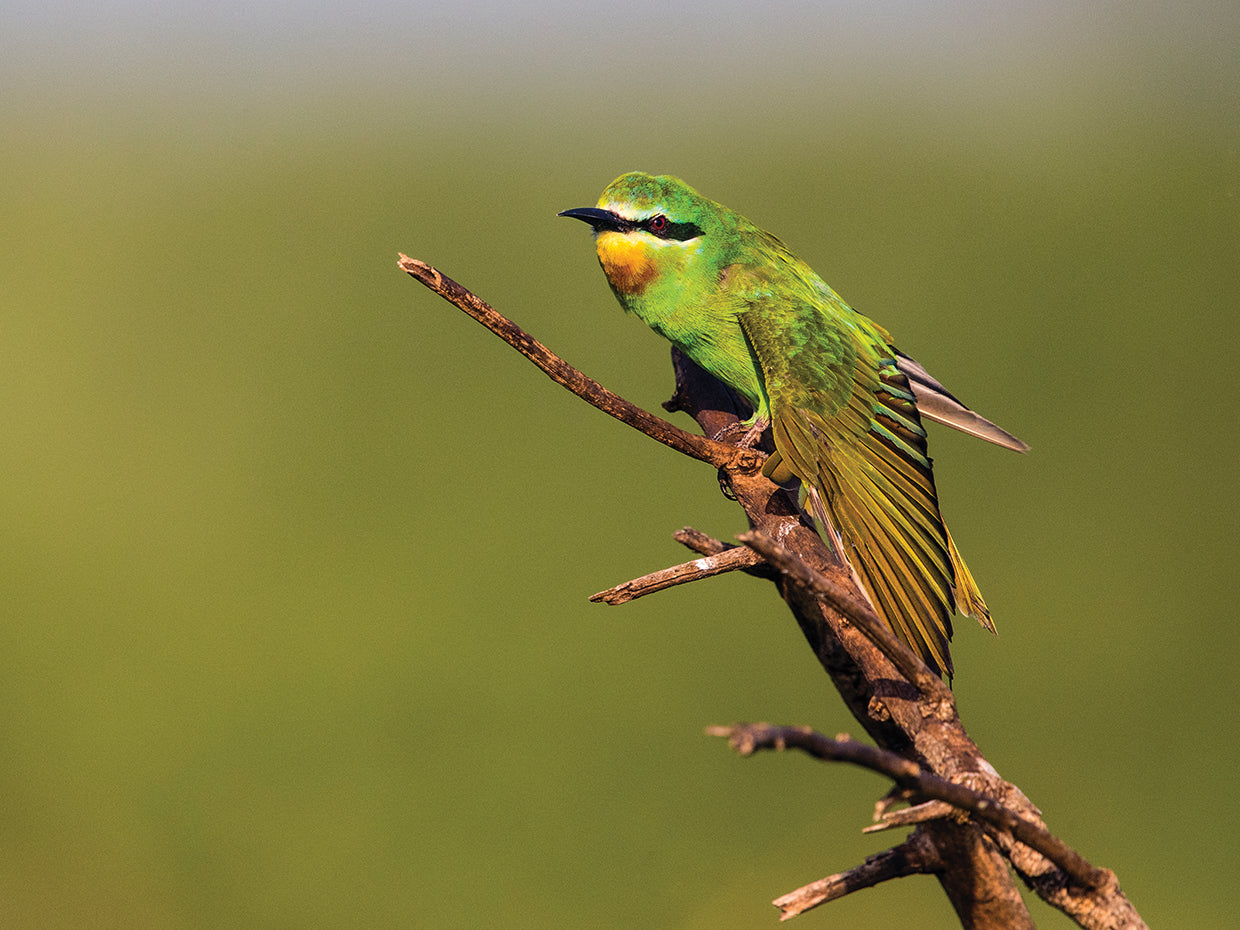 Tanzania Branch Bird