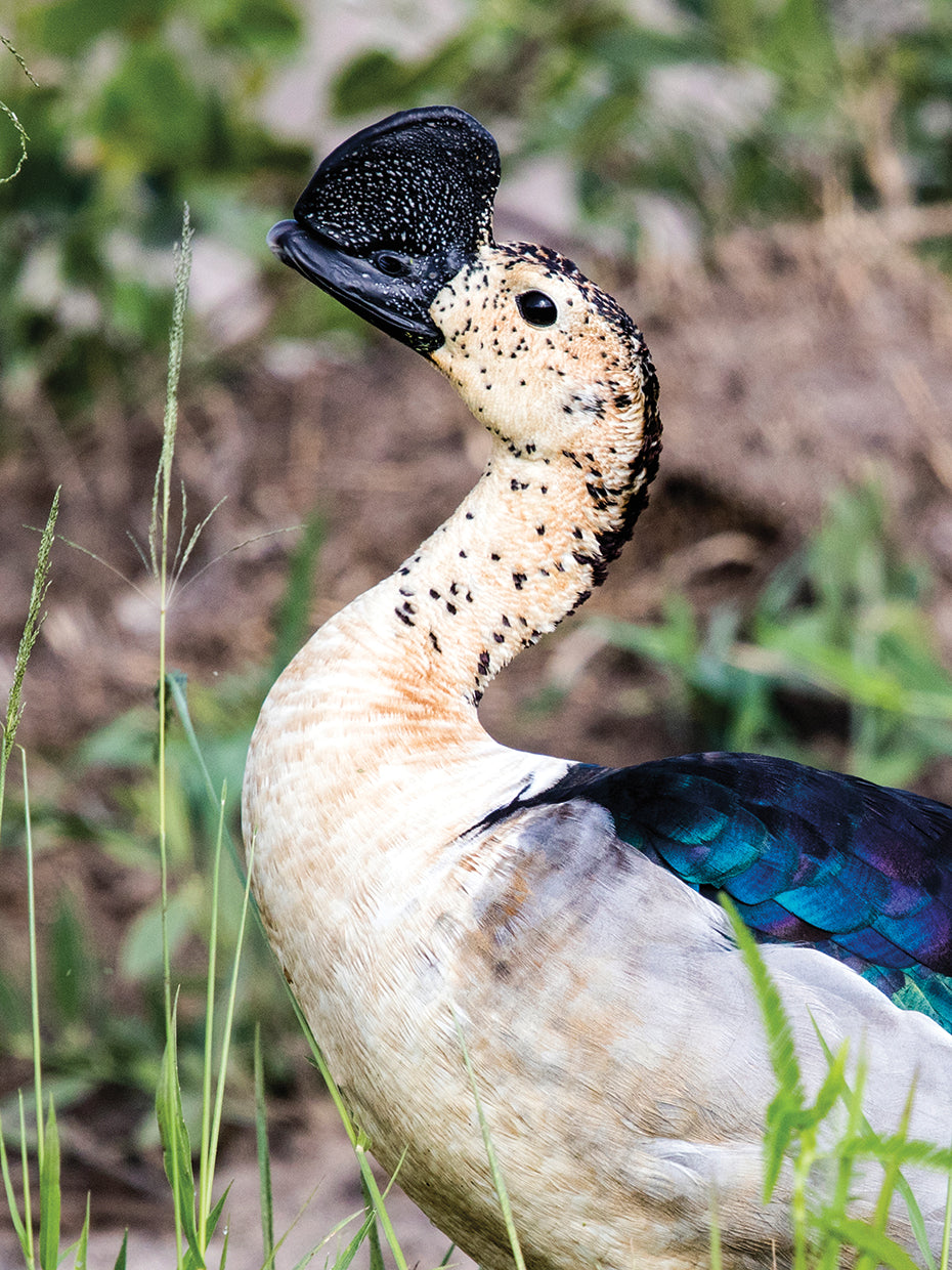 Tanzanian Duck