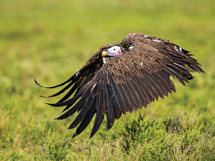 Buitre nubio volando Lienzo