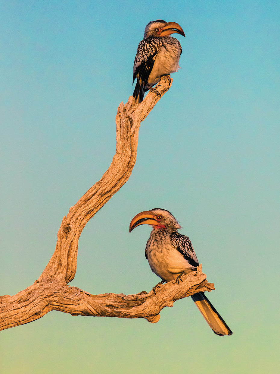 Hornbill Pair Africa