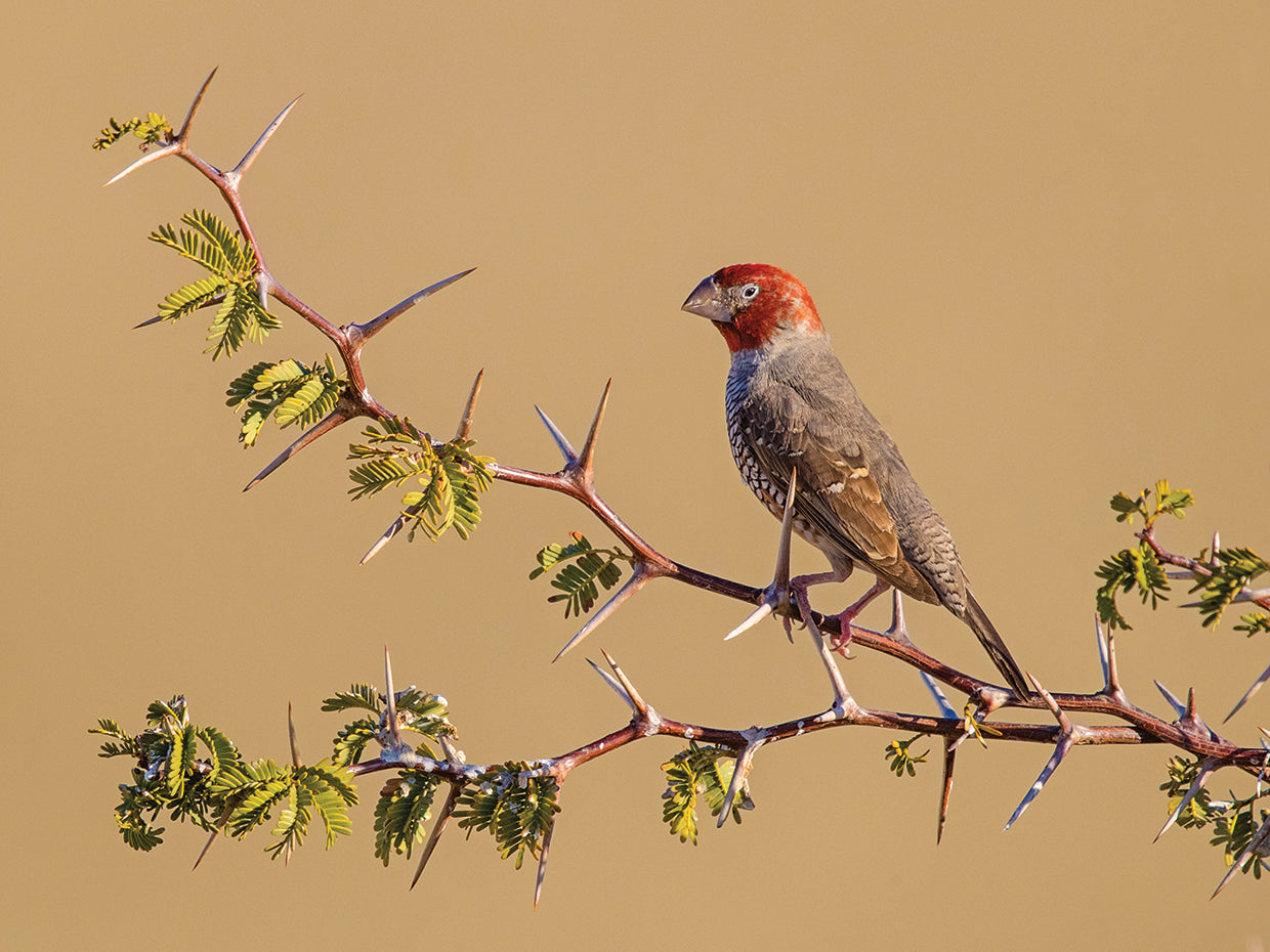 African Weaver Bird