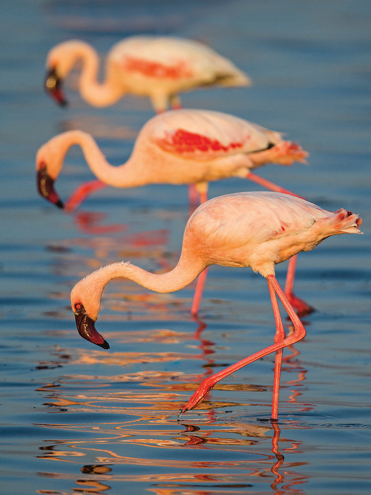 Trío de flamencos africanos Lienzo