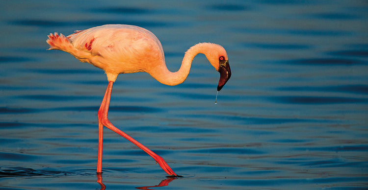 Flamenco del Serengeti Lienzo