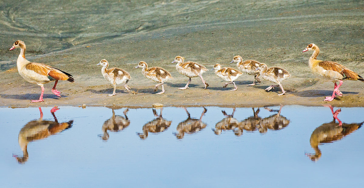 Egyptian Goose