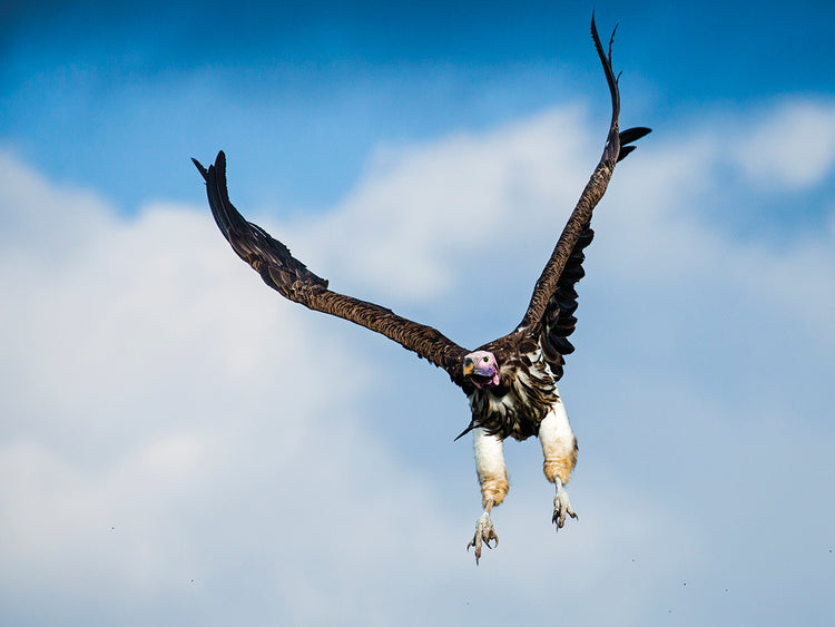 Buitre africano volando Lienzo
