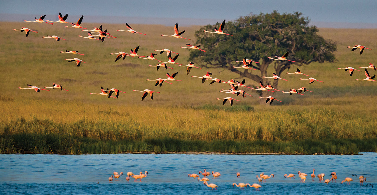 Bandada de flamencos africanos Lienzo